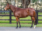 Lot 918 - TRISStreet Bossex BurattiBroodmare-Click here