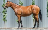 Lot 474 - Microphone - Hidden Talent filly -Click here