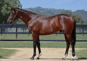 Lot 389 - Stay Inside x Glowing Red Colt-Click here