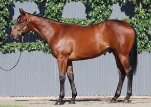 Lot 139 - Snitzel x California GallantColt-Click here-