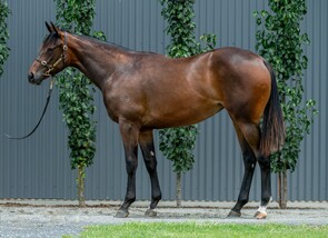 Lot 162 - So You Think - Chabaud Filly-Click here