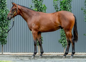 Lot 398 - So You Think - La Casade Colt-Click here