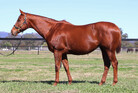Lot 924 - VALLEY SWEETHEARTShow A Heartex HurlBroodmare-Click here
