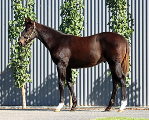 Lot 40 - Wild Ruler x Lady Pavli Chenko Colt-Click here