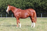 Lot 287 -  Msongari-Click here
