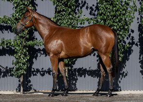 Lot 240 - Stay Inside x California GallantFilly-Click here-