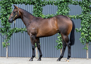 Lot 724 - North Pacific x Thunder RaiderColt-Click here