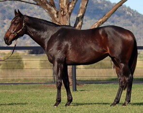 Lot 268 - Seismics (Lonhro x Earthquake) Broodmare-Click here