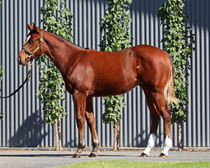 Lot 429 - Captivant x GlidingColt-Click here-