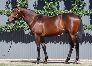 Lot 213 - Wootton Bassett (GB) x DereliqueColt-Click here