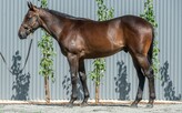 Lot 148 - Merchant Navy - That's How I Roll colt-Click here