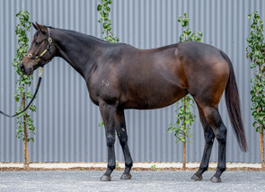 Lot 855 - Dragon's Kiss(Divine Prophet - vernal)broodmare-Click here