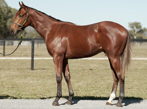 Lot 1480 - All Too Hard  - Cherokee Blossom Colt-Click here