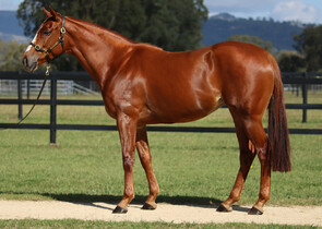 Lot 207 - Peshmerga (GER) (Counterattack x Paper Faces)Mare -Click here-