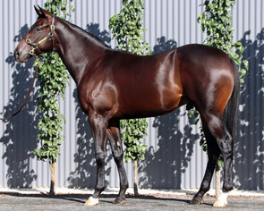 Lot 203 - Toronado (IRE) x Palumbo Colt-Click here
