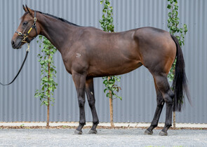 Lot 593 - Marina Rosa (Ocean Park - Spina Rosa)Racehorse Filly/Mare-Click here