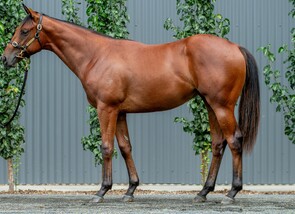 Lot 655 - Super Seth - Sacred Siren Colt-Click here
