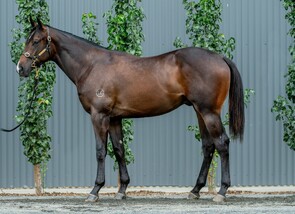Lot 515 - So You Think - Myriads Colt-Click here