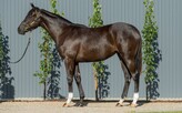 Lot 298 - Pride of Dubai ex River Light Filly-Click here