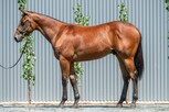Lot 627 - Showtime - My Prerogative colt-Click here
