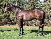 Lot 120     Colt - More Than Ready ex  Optimist