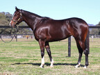 Lot 740 - NOR IZZATISo You Thinkex NorzitaBroodmare -Click here