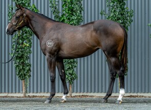 Lot 447 - Yes Yes Yes - Maggie Miss Filly-Click here