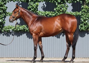 Lot 426 - Blame (USA) x Klassy Bridgette (USA)Colt-Click here