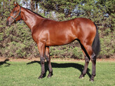 Lot 265     Colt - Zoustar ex  Valentine's Reward