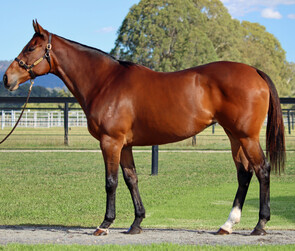 Lot 317 - Wrapsody (Hinchinbrook x Pass The Parcel)Broodmare-Click here