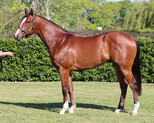 Lot 162 - Deep FieldWind Shift colt-Click here