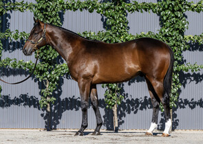 Lot 434 - Harry Angel (IRE) x Gina LolaColt-Click here-