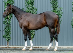 Lot 284 - Spirit Of Boom - Forty Winks Colt-Click here