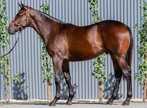 Lot 403 - Pierro - Symi Colt-Click here