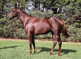 Lot 470 Filly - Written Tycoon ex Gold Anthem