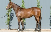 Lot 806 - Deep Field ex Downloads Filly-Click here
