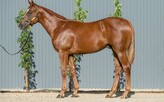 Lot 279 - Zoustar ex Ravenous Lass Colt-Click here