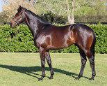 Lot 195 - VancouverCalamity colt-Click here