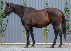 Lot 1029 - Myriads(Bernardini- Ekali)Broodmare-Click here