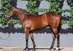 Lot 160 - Anamoe x ChassisColt-Click here