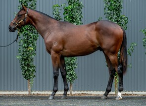 Lot 534 - Shamus Award - O'Reilly's Angel Colt-Click here