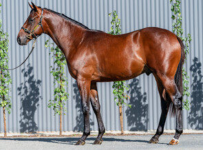 Lot 406 - Snitzel -Tavarnelle Colt-Click here