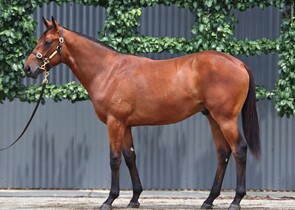 Lot 907 - Artorius x There You Go (NZ)Colt-Click here-