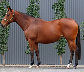 Lot 379 - Downloads(Fastnet Rock x Dance Mix {USA})Broodmare-Click here-
