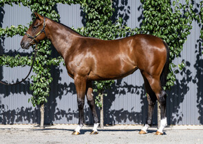 Lot 787  - Zoustar x Platinum Bullet Filly-Click here
