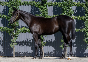 Lot 25 - Proisir x Tick Tock (NZ) Colt-Click here