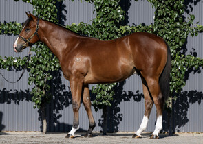 Lot 668 - Home Affairs x Miss IanoColt-Click here-