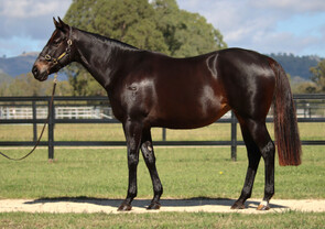 Lot 241 - Zelify (Snitzel x Snipify)Broodmare -Click here
