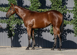Lot 394 - Farnan x Festivity Colt-Click here