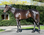 Lot 220 - SavabeelDubonnet colt-Click here